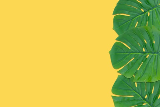 Monstera leaves summer on yellow background. Copy space concept and top view