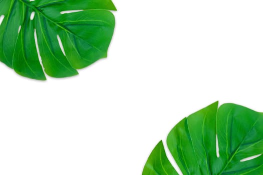 Monstera leaves summer on white background. Copy space concept and top view