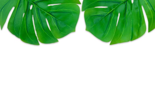 Monstera leaves summer on white background. Copy space concept and top view