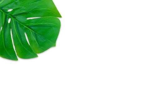 Monstera leaves summer on white background. Copy space concept and top view