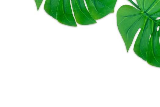 Monstera leaves summer on white background. Copy space concept and top view