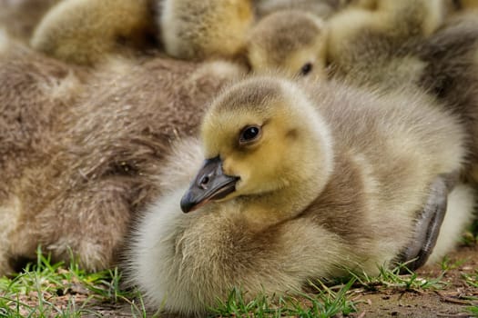canada goose goslings