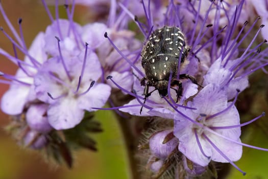 oxythyrea funesta on a phaceilia