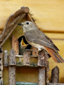 Common redstart feeding the kids at the nesting box