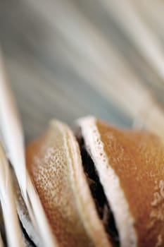 Close-up of a dry fruit