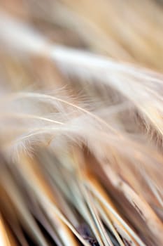 Close-up of dried sticks