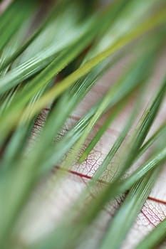 Close-up of green blades of grass