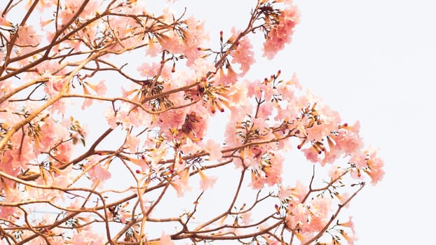 Beautiful pink flower look likes Sakura Flower or Cherry Blossom With Beautiful Nature Background . Spring flower tree blossom. The romantic of pink flower trees for valentine or wedding background