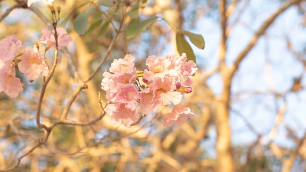 Beautiful pink flower look likes Sakura Flower or Cherry Blossom With Beautiful Nature Background . Spring flower tree blossom. The romantic of pink flower trees for valentine or wedding background