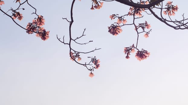 Beautiful pink flower look likes Sakura Flower or Cherry Blossom With Beautiful Nature Background . Spring flower tree blossom. The romantic of pink flower trees for valentine or wedding background