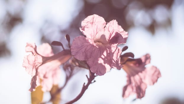 close-up beautiful pink bloosom flower . wedding  or valentine background. love concept .Soft blur focus. In sepia vintage pastel toned