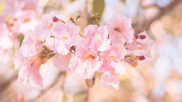 close-up beautiful pink bloosom flower . wedding  or valentine background. love concept .Soft blur focus. In sepia vintage pastel toned