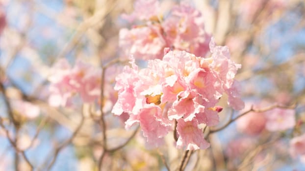 close-up beautiful pink bloosom flower . wedding  or valentine background. love concept .Soft blur focus. In sepia vintage pastel toned