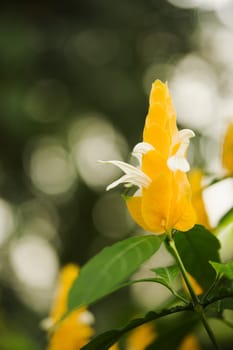 Close-up of a flower