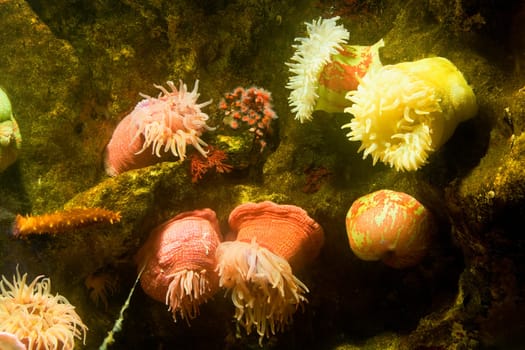 Close-up of a sea anemone underwater