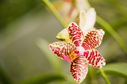 Close-up of a flower