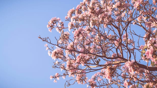 close up beautiful landscape of spring with pink flower .Blooming tree twigs .pink  flowers blooming on tree in springtime .Beautiful cherry blossom sakura in spring time over blue sky.