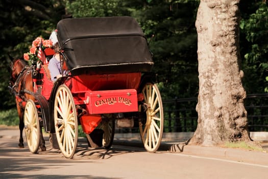 Horse cart on the road, USA