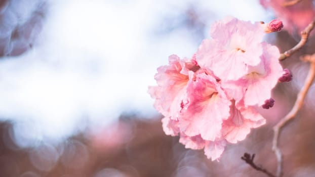 close-up beautiful pink bloosom flower . wedding  or valentine background. love concept .Soft blur focus. In sepia vintage pastel toned