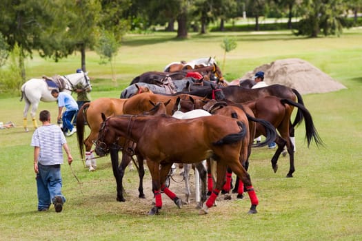 Group of horses in a field