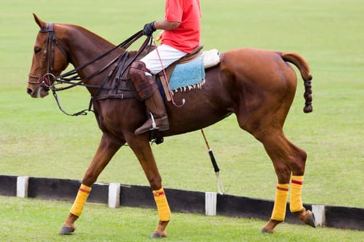 Low section view of a man playing polo