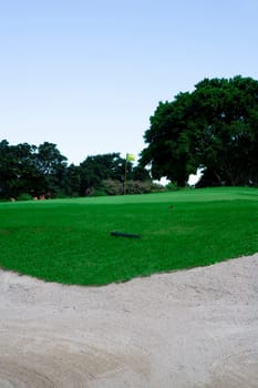 Trees in a golf course