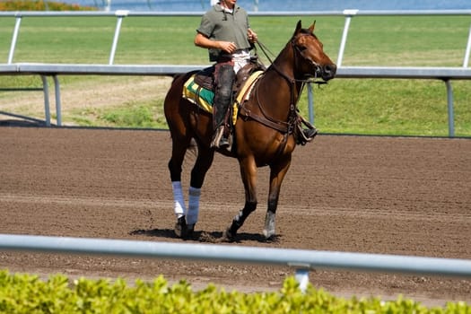 Side profile of a jockey riding a horse in a horse race