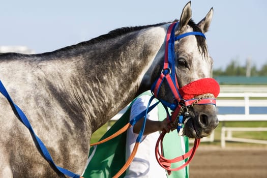 Side profile of a man holding the rein of a racehorse on a horseracing track