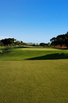 Trees in a golf course
