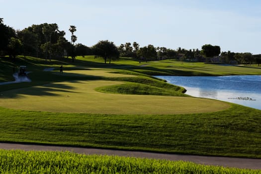 Trees in a golf course