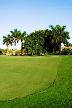 Palm trees in a golf course