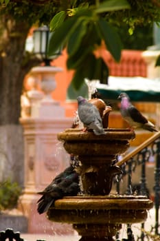Pigeons on a fountain, Mexico