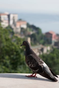 Close_up of a pigeon, Vietri sul Mare, Costiera Amalfitana, Salerno, Campania, Italy