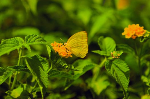 Close-up of a Cloudless Sulphur Phoebis Sennae butterfly pollinating a flower