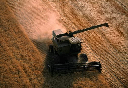 Harvesting golden wheat, Washington state