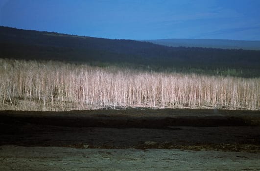Trees killed by encroaching lava flow, Hawaii