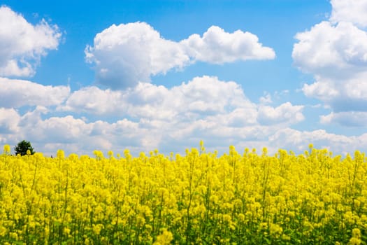 Yellow flowers in a field, Czech Republic