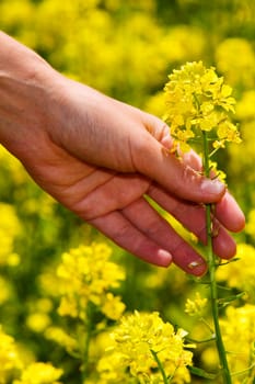 Close-up of a personŽs hand picking a flower