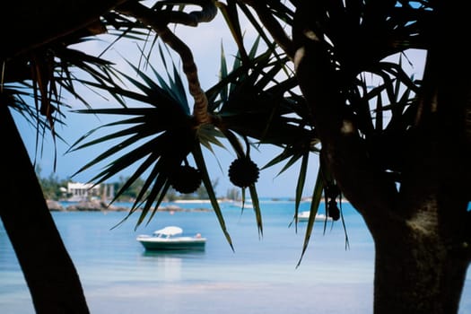 Silhouette of a Mangrove, Mangrove bay, Bermuda