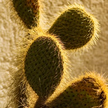 Close-up of a hairy cactus