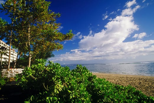 Trees and plants on the beach, Hawaii, USA