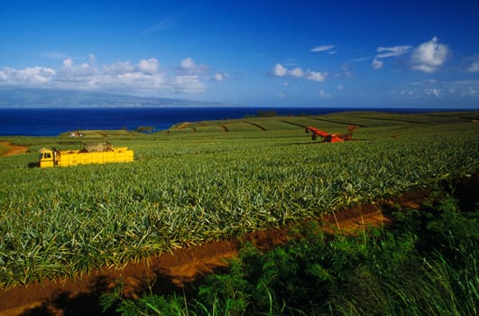 Truck in field, Hawaii, USA