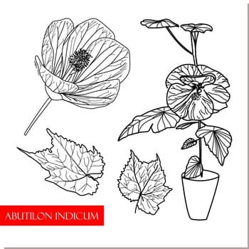 Abutilon indicum, climbing bush, Chinese medicinal plants. medicinal drug