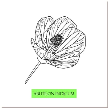 Abutilon indicum, climbing bush, Chinese medicinal plants. medicinal drug