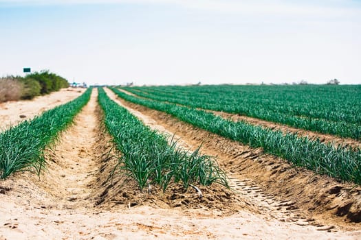 Onion crop in a field, Peru