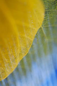 Close_up of two leaves