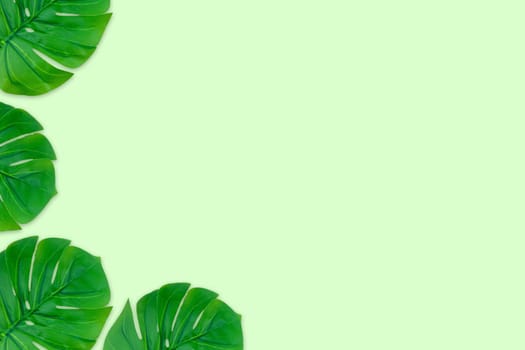 Monstera leaves summer on green background. Copy space concept and top view