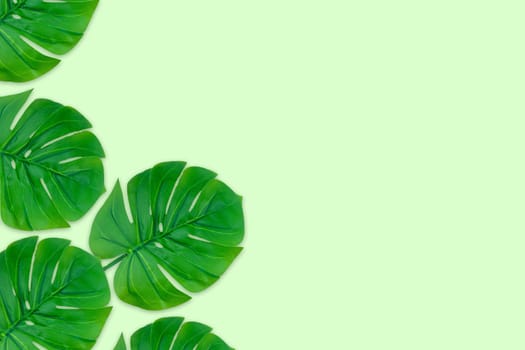 Monstera leaves summer on green background. Copy space concept and top view