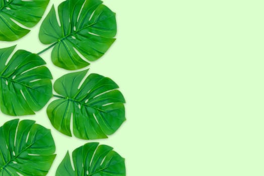 Monstera leaves summer on green background. Copy space concept and top view