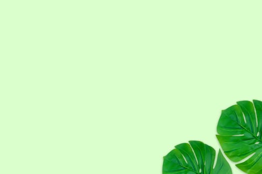 Monstera leaves summer on green background. Copy space concept and top view